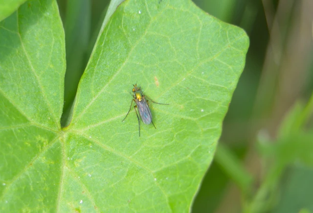 Dolichopodidae - szúnyoglábú legyek