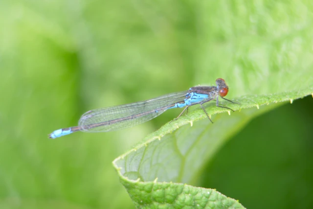Erythromma viridulum - kis pirosszemű-légivadász
