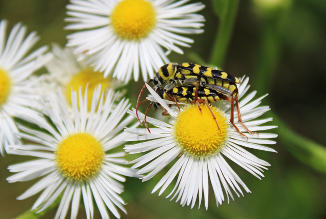 Echinocerus floralis - lucerna-darázscincér
