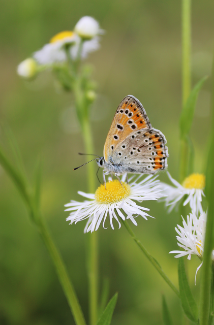 Lycaena thersamon - kis tűzlepke