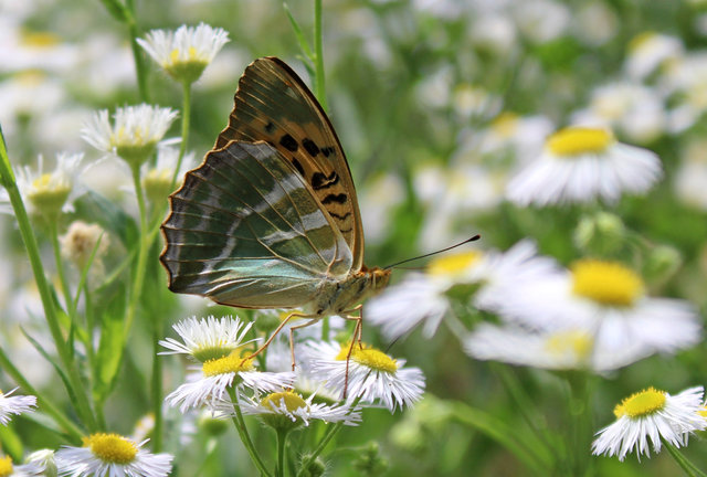 Argynnis paphia - nagy gyöngyházlepke