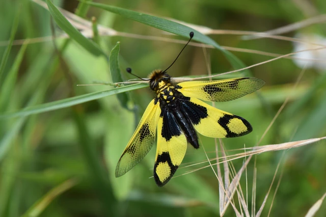 Libelloides macaronius - keleti rablópille
