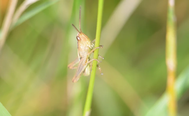 Pseudochorthippus parallelus - közönséges rétisáska