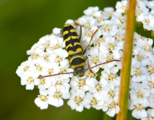 Echinocerus floralis - lucerna-darázscincér