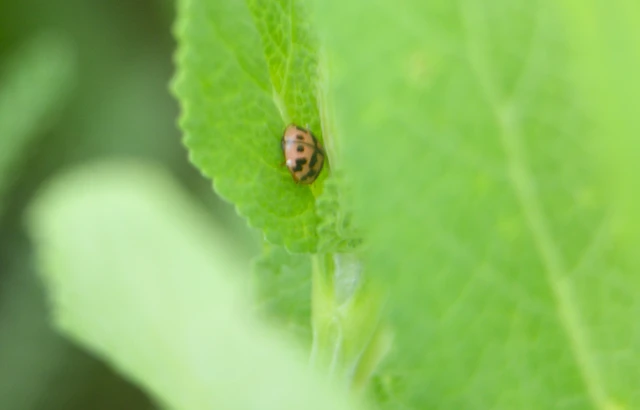 Oenopia conglobata - rózsás katica