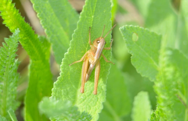Pseudochorthippus parallelus - közönséges rétisáska