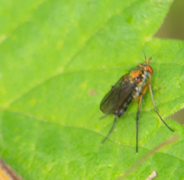 Dolichopodidae - szúnyoglábú legyek