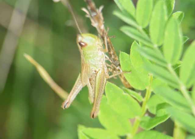 Pseudochorthippus parallelus - közönséges rétisáska
