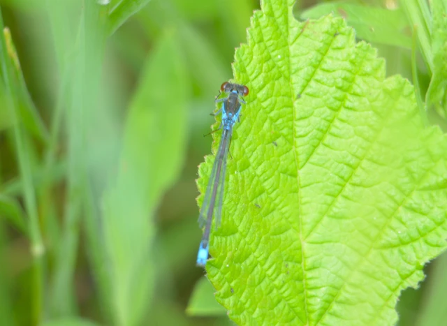 Erythromma viridulum - kis pirosszemű-légivadász