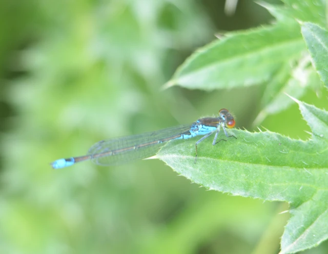 Erythromma viridulum - kis pirosszemű-légivadász
