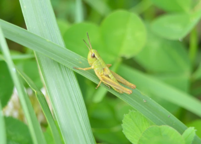 Pseudochorthippus parallelus - közönséges rétisáska