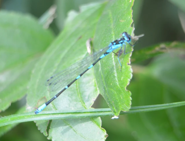 Coenagrion pulchellum - karcsú légivadász