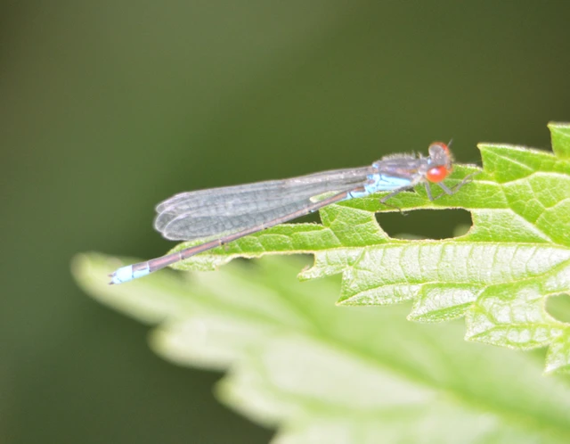 Erythromma viridulum - kis pirosszemű-légivadász