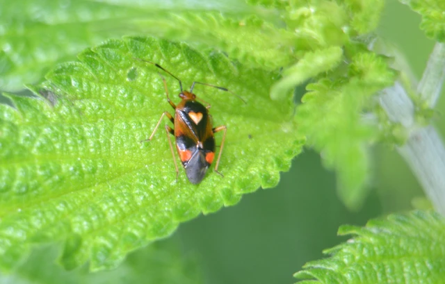 Deraeocoris ruber - vöröses mezeipoloska