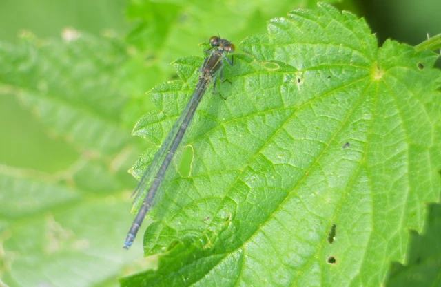 Erythromma viridulum - kis pirosszemű-légivadász