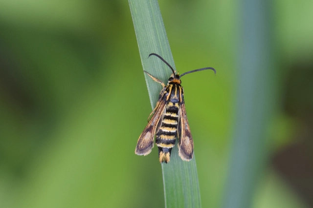 Sesiidae - szitkárfélék