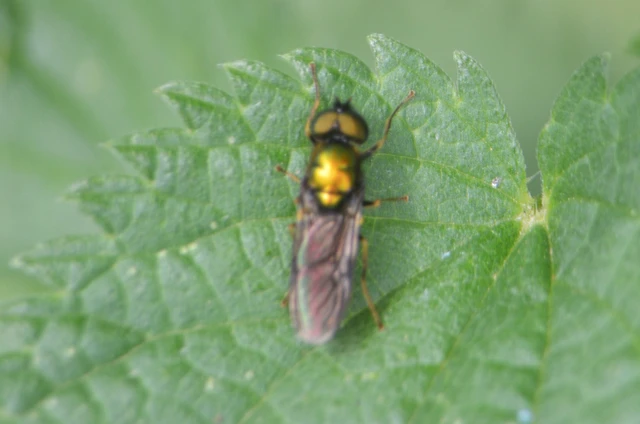 Chloromyia