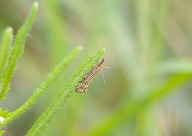 Chrysocramboides craterella - rácsos fűgyökérmoly