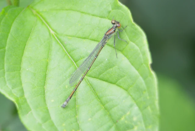 Erythromma viridulum - kis pirosszemű-légivadász