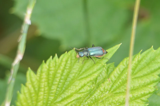 Melyridae - sziklaibogár-félék