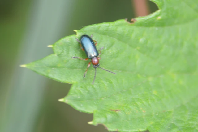 Oulema melanopus/duftschmidi