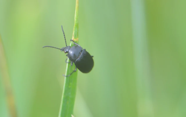 Podonta nigrita - szerecsenbogár