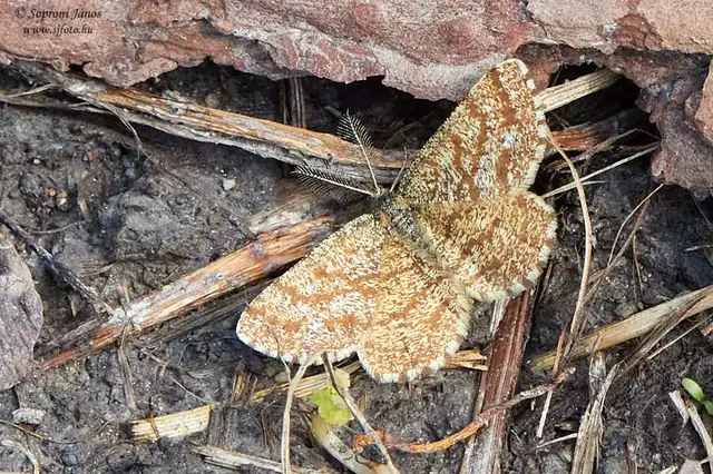 Ematurga atomaria - barna rétiaraszoló