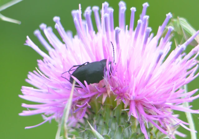 Podonta nigrita - szerecsenbogár