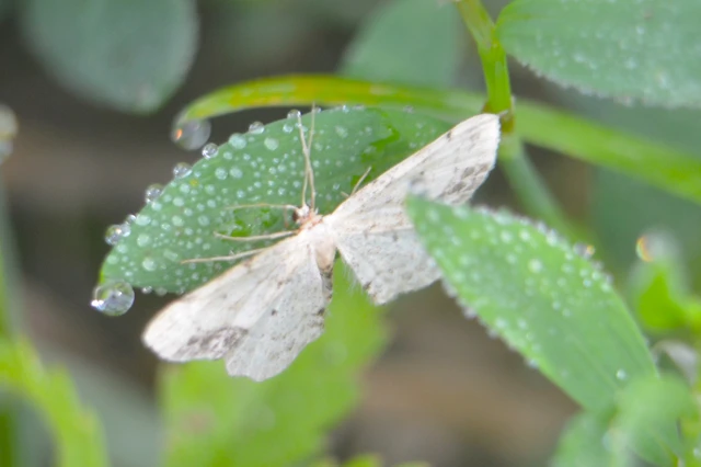 Idaea dimidiata - gyakori apróaraszoló
