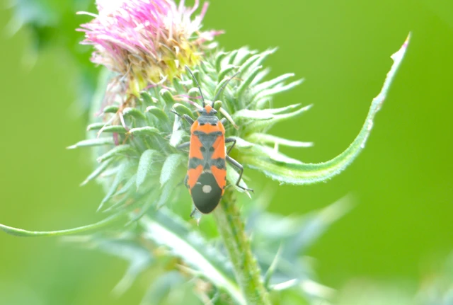 Lygaeus equestris/simulans