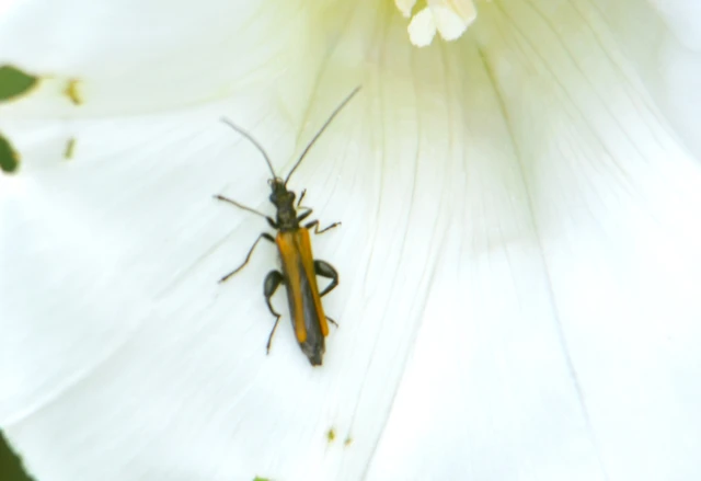 Oedemera femorata - sárgahátú álcincér