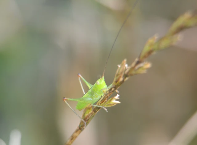 Conocephalus fuscus - kis kúpfejűszöcske
