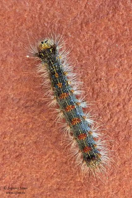 Lymantria dispar - gyapjaslepke