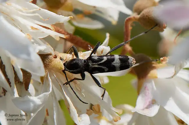 Chlorophorus figuratus - rajzos darázscincér