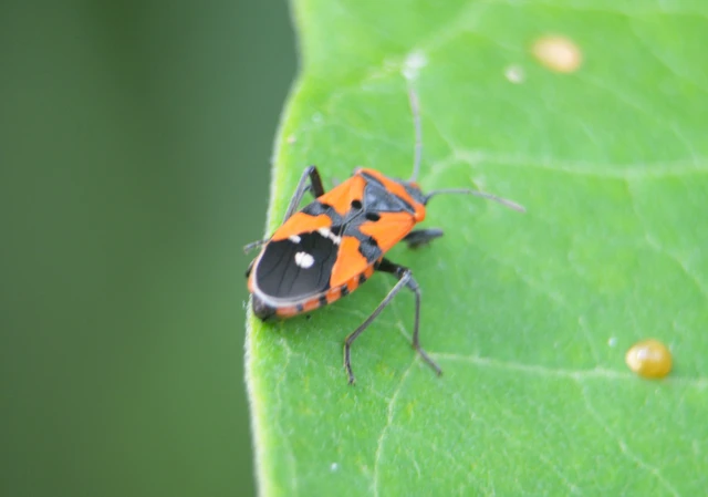 Lygaeus equestris/simulans