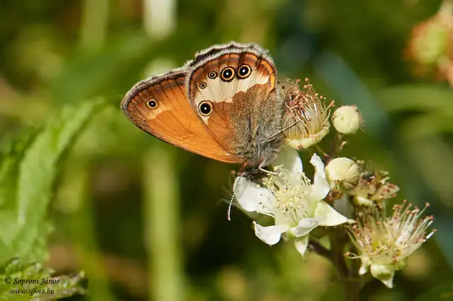 Coenonympha arcania - fehéröves szénalepke