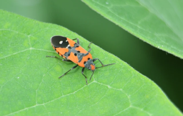 Lygaeus equestris/simulans