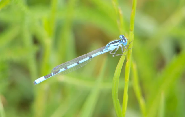 Enallagma cyathigerum - kéksávos légivadász