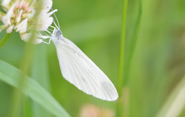 Leptidea sinapis - mustárlepke