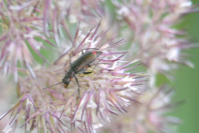 Clanoptilus