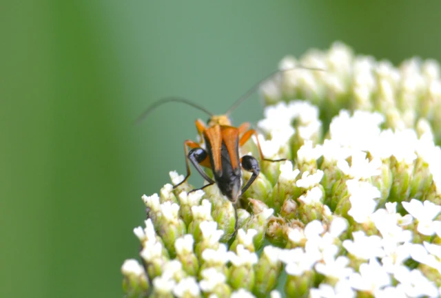 Oedemera podagrariae - székfű-álcincér
