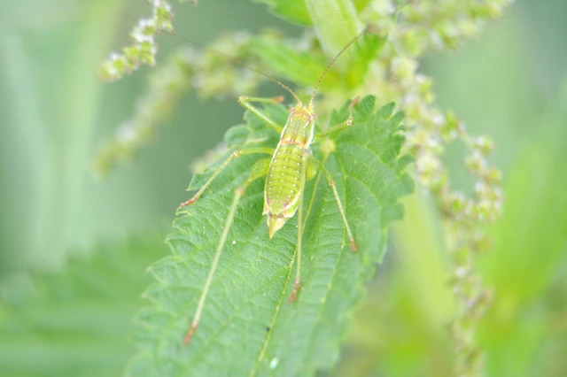 Leptophyes albovittata - közönséges virágszöcske
