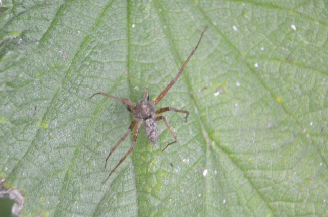 Philodromus