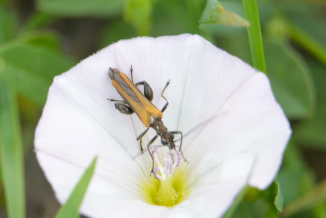 Oedemera femorata - sárgahátú álcincér