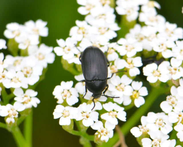 Podonta nigrita - szerecsenbogár