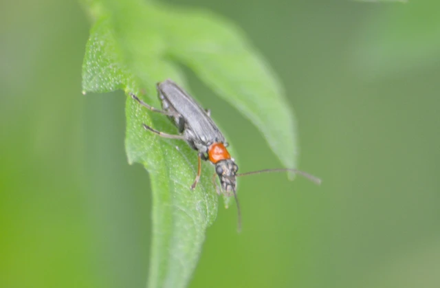 Oedemera croceicollis - pirostorú álcincér