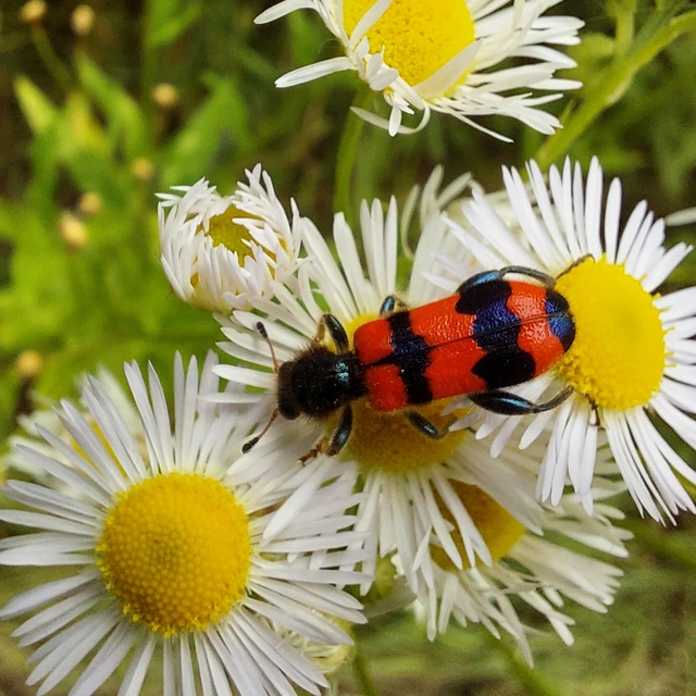 Trichodes apiarius - szalagos méhészbogár