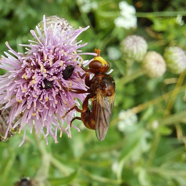 Sicus