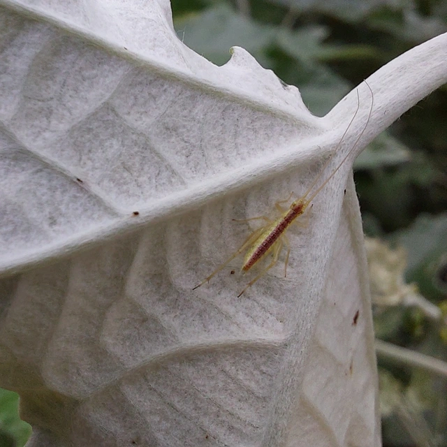 Oecanthus pellucens - pirregőtücsök