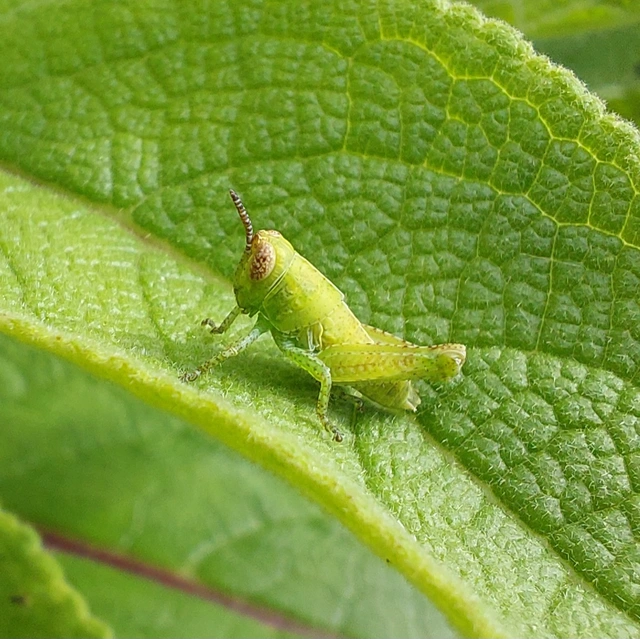 Pezotettix giornae - kis hegyisáska